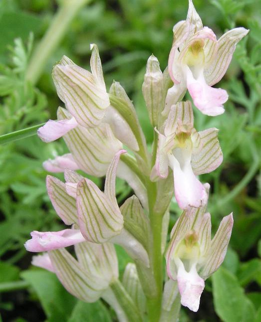 Anacamptis papilionacea / Orchidea farfalla